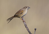 Image. Botteriammer