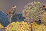 Image. Boucard's Wren