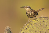 Image. Boucard's Wren