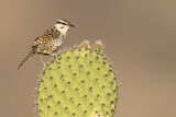 Image. Boucard's Wren