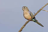 Image. Bourke's Parrot