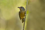 Image. Bower's Shrikethrush