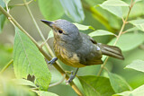 Image. Bower's Shrikethrush