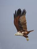 Image. Brahminy Kite