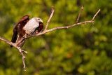 Image. Brahminy Kite