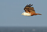 Image. Brahminy Kite