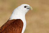 Image. Brahminy Kite