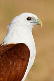 Image. Brahminy Kite