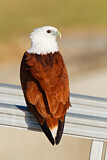 Image. Brahminy Kite
