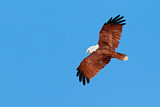 Image. Brahminy Kite