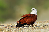 Image. Brahminy Kite