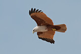 Image. Brahminy Kite