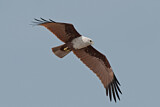 Image. Brahminy Kite