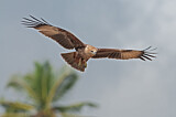 Image. Brahminy Kite