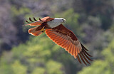 Image. Brahminy Kite