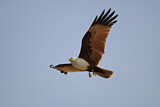 Image. Brahminy Kite