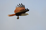 Image. Brahminy Kite