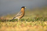 Image. Brahminy Starling