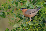 Image. Brahminy Starling