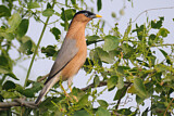 Image. Brahminy Starling