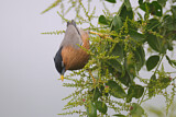 Image. Brahminy Starling
