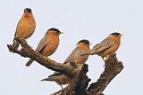 Image. Brahminy Starling