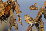 Image. Brambling