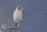 Image. Brambling
