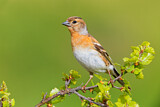 Image. Brambling