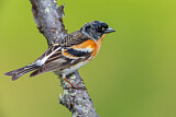 Image. Brambling