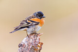 Image. Brambling