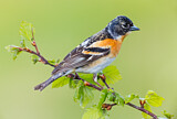 Image. Brambling