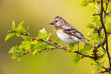 Image. Brambling