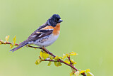 Image. Brambling