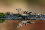 Image. Brambling