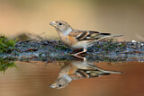 Image. Brambling