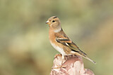 Image. Brambling