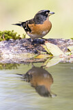 Image. Brambling