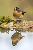 Image. Brambling