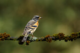 Image. Brambling
