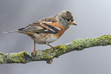 Image. Brambling