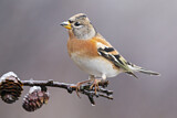 Image. Brambling