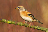 Image. Brambling