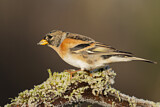Image. Brambling