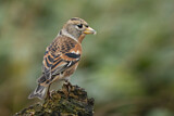 Image. Brambling