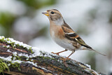 Image. Brambling