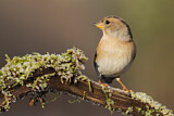 Image. Brambling