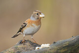 Image. Brambling