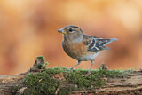 Image. Brambling