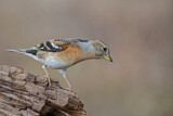 Image. Brambling